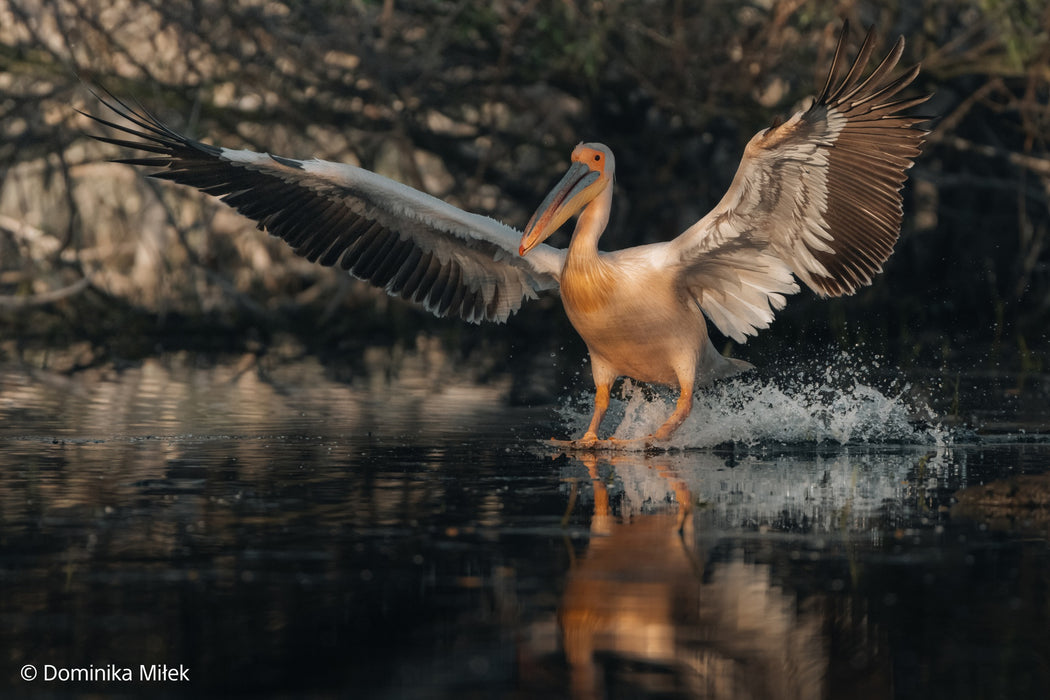 Sony FE 100-400mm F4.5GM OSS ( SEL100400MCW )