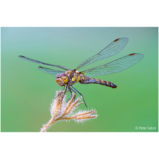 SEL100M28GMB-foto-scattata2